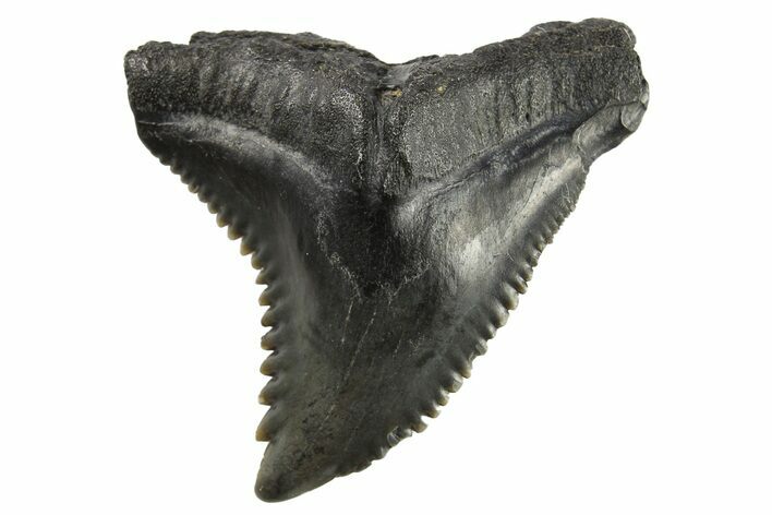 Snaggletooth Shark (Hemipristis) Tooth - South Carolina #295777